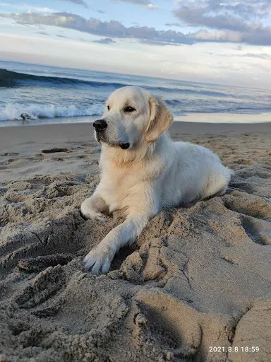 Z Psem Pod Łapę - Behawiorysta Kraków i okolice